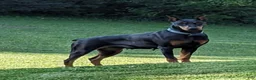 Doberman Pinscher dogs for sale: Lincoln - Ad 2