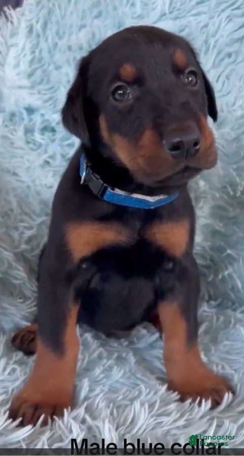 Doberman Pinscher dogs Doberman Pinscher 1 - Ad 11
