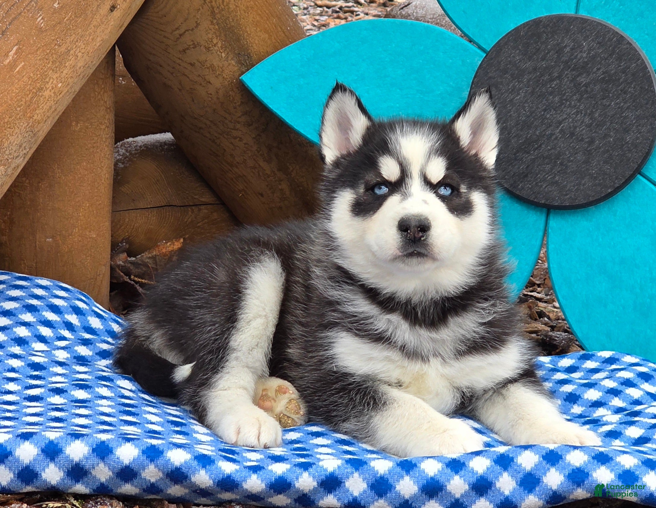 Siberian Husky dogs Tony - Ad 1