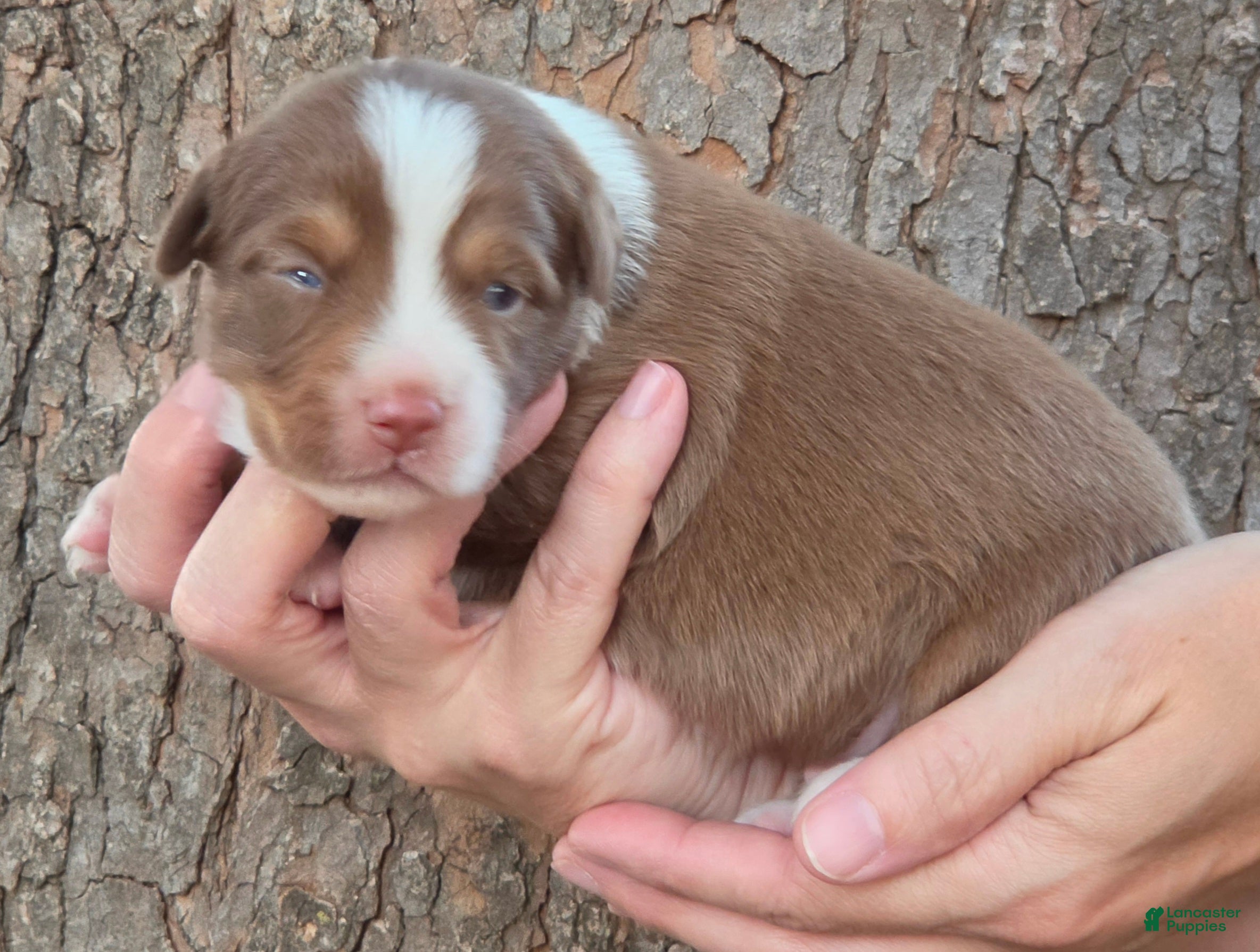 Miniature Australian Shepherd dogs Decatur  - Ad 38