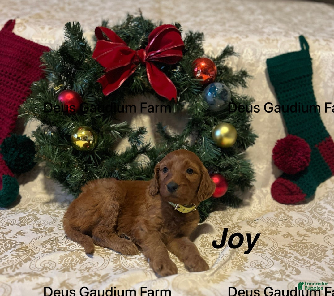 Irish Doodle dogs for sale: Joy - Ad 2