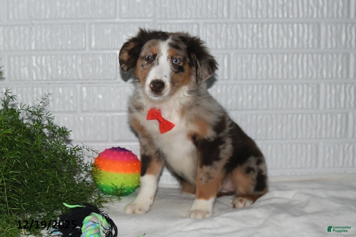 Australian Shepherd dogs Misty - Ad 11