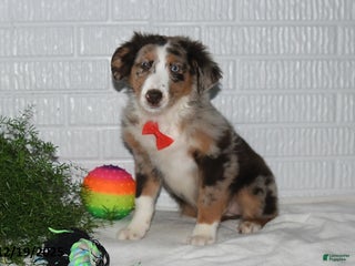 Australian Shepherd dogs Misty - Ad 11