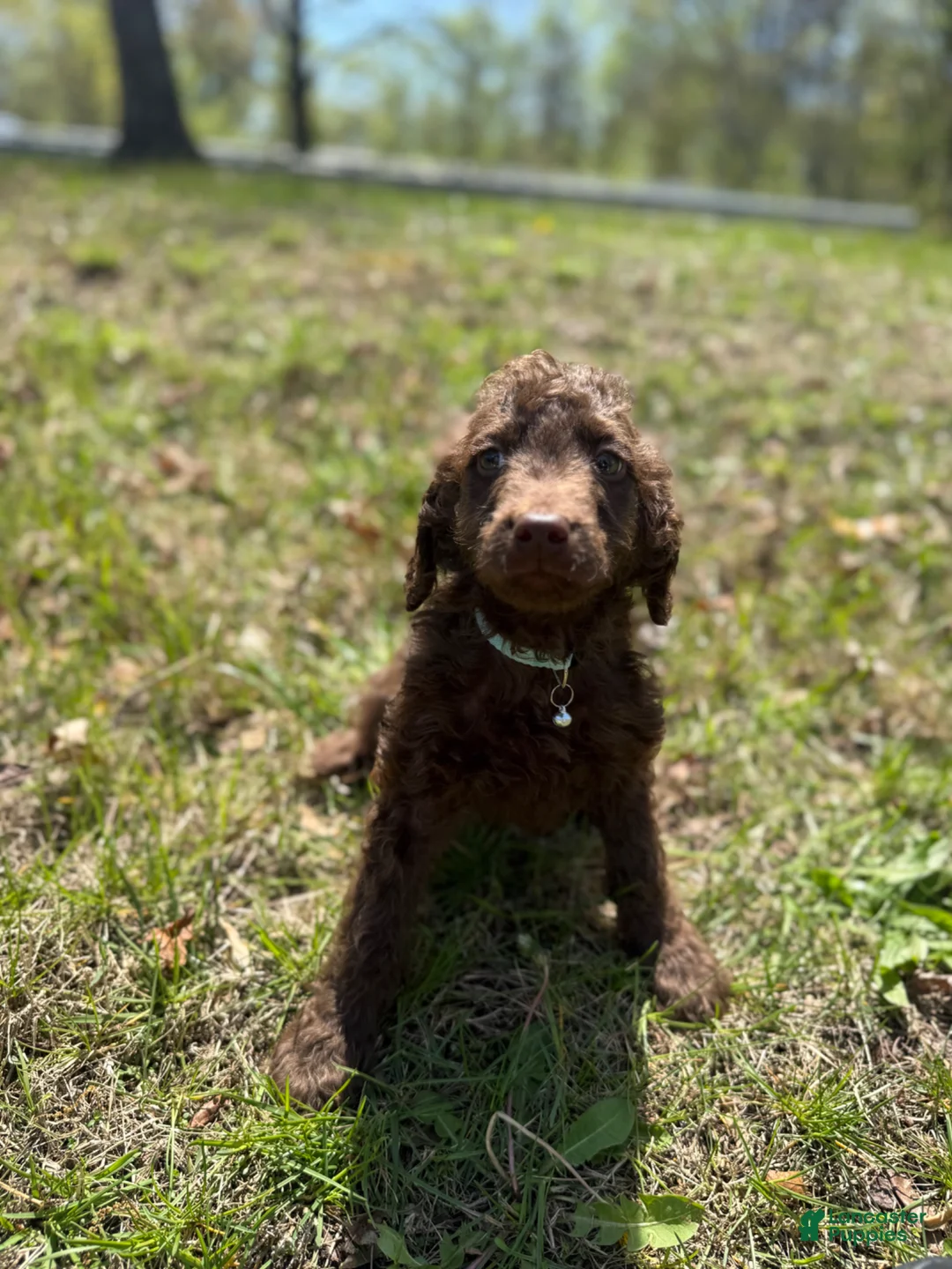 Double Doodle dogs for sale: Double Doodle Puppy 6 - Ad 1