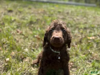 Double Doodle dogs Double Doodle Puppy 6 - Ad 2