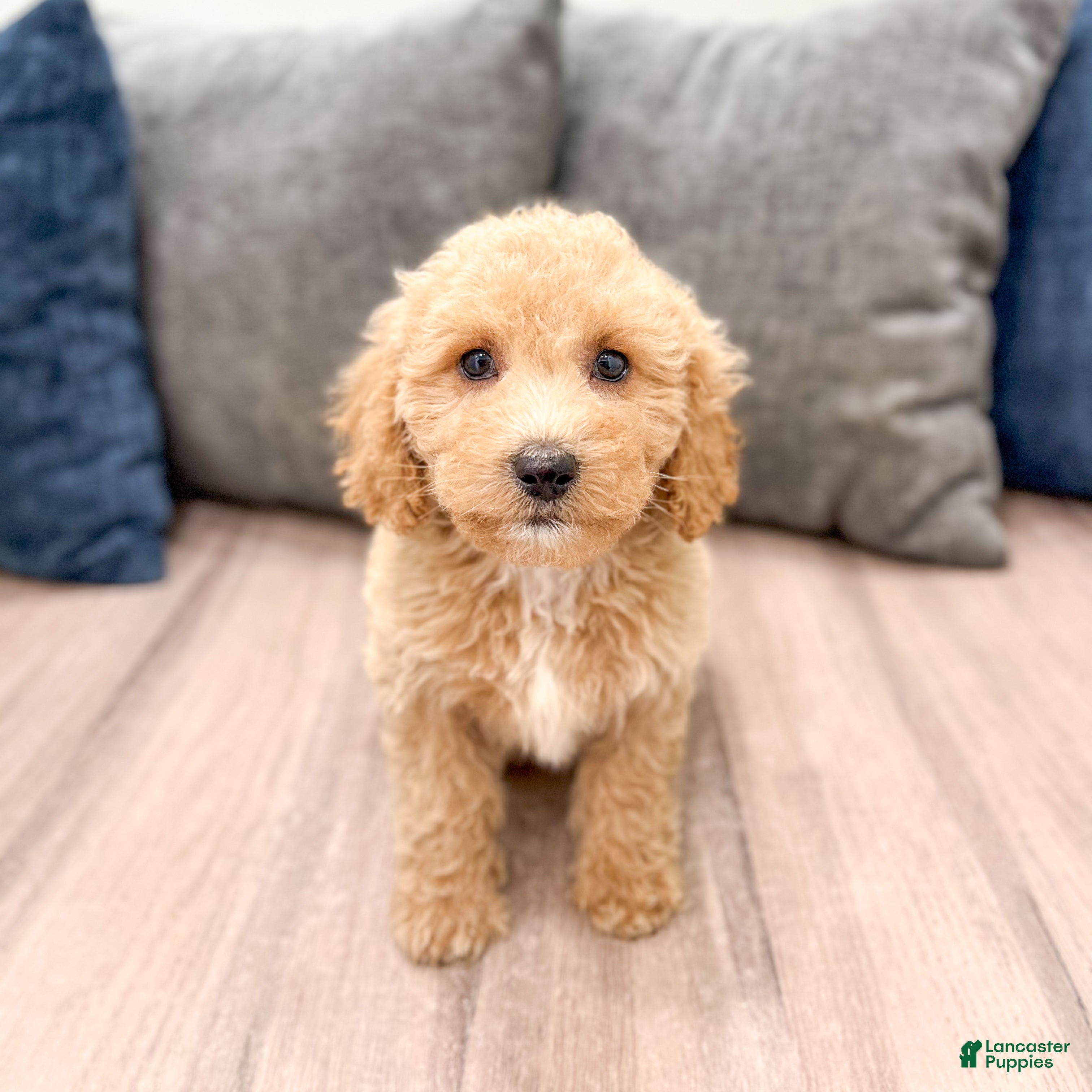 Miniature Labradoodle dogs Kendra - Ad 1