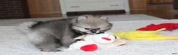 Pomeranian dogs for sale: Teddy - Ad 9