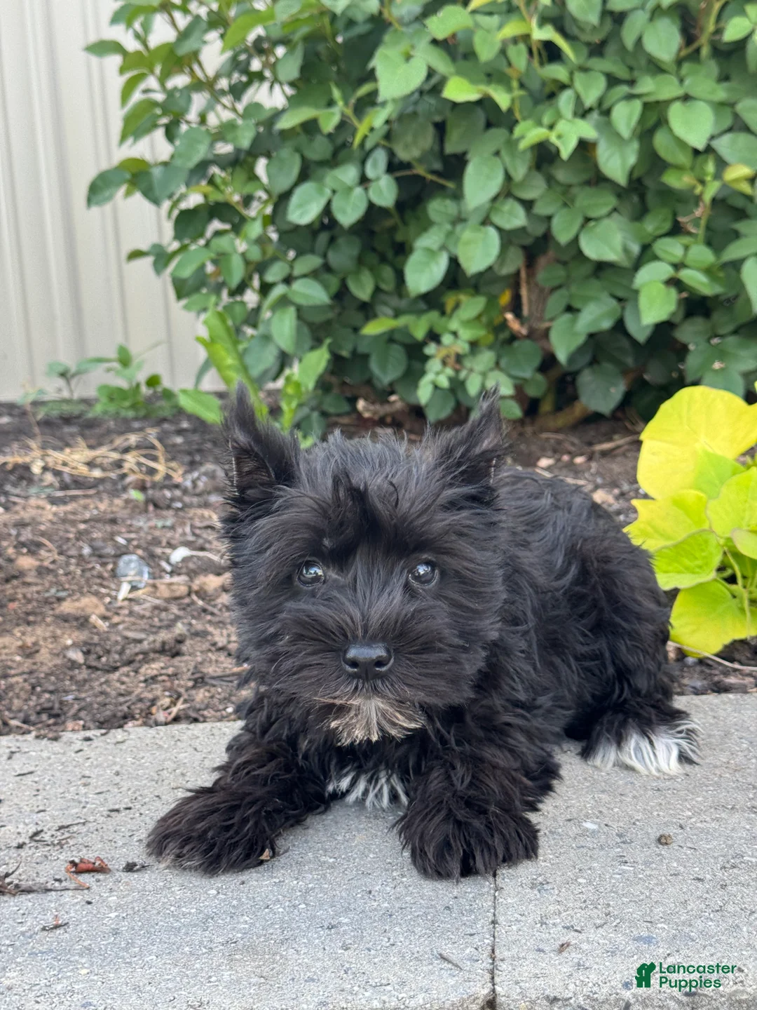 Miniature Schnauzer dogs for sale: Maverick 🦥 - Ad 1