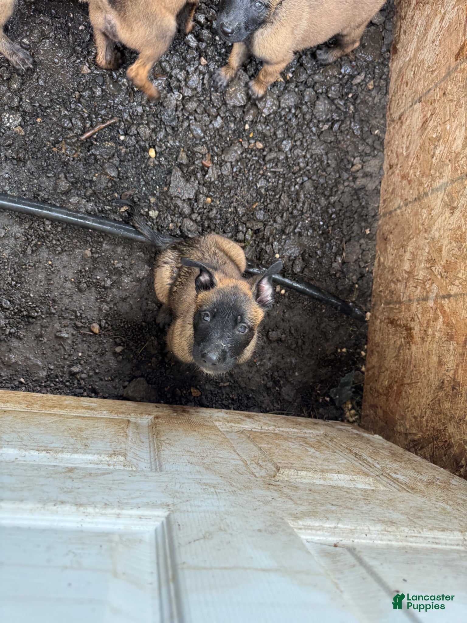 Belgian Malinois dogs Belgian Malinois 2 - Ad 1