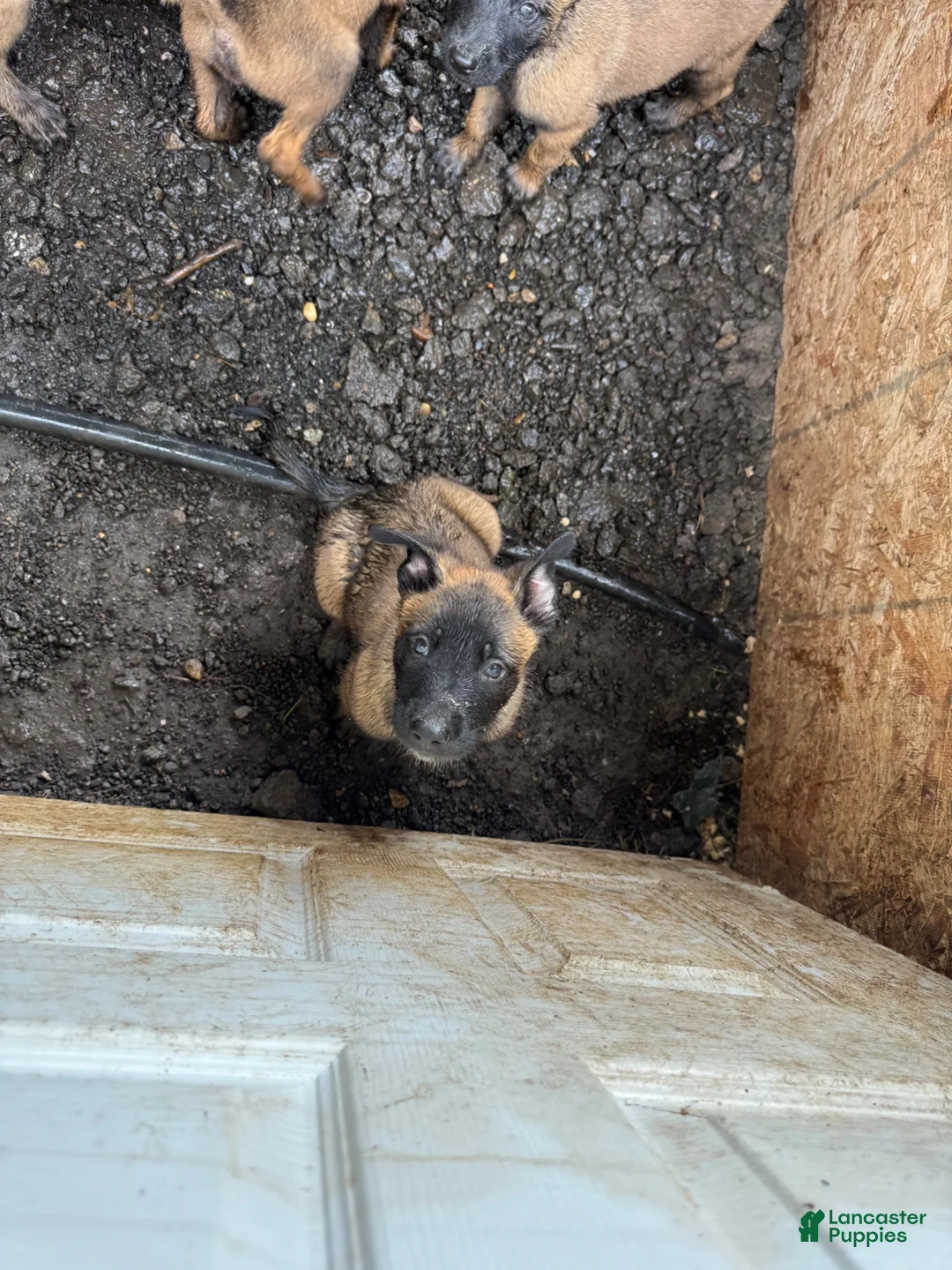 Belgian Malinois dogs for sale: Belgian Malinois 2 - Ad 1