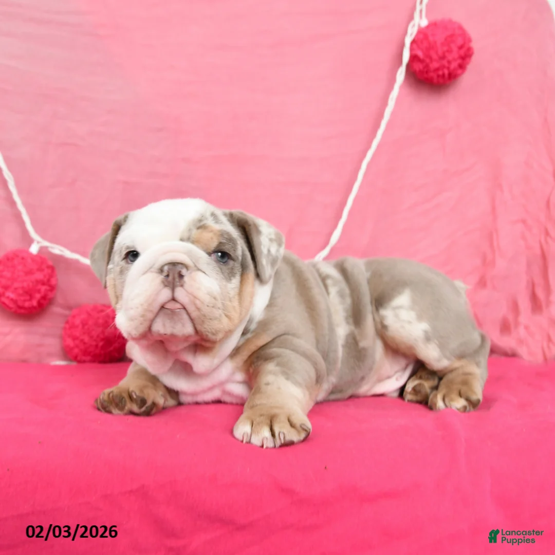 English Bulldog dogs for sale: Hans  - Ad 2