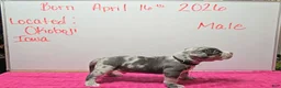 American Bully dogs for sale: American Bully Puppy 1 - Ad 3