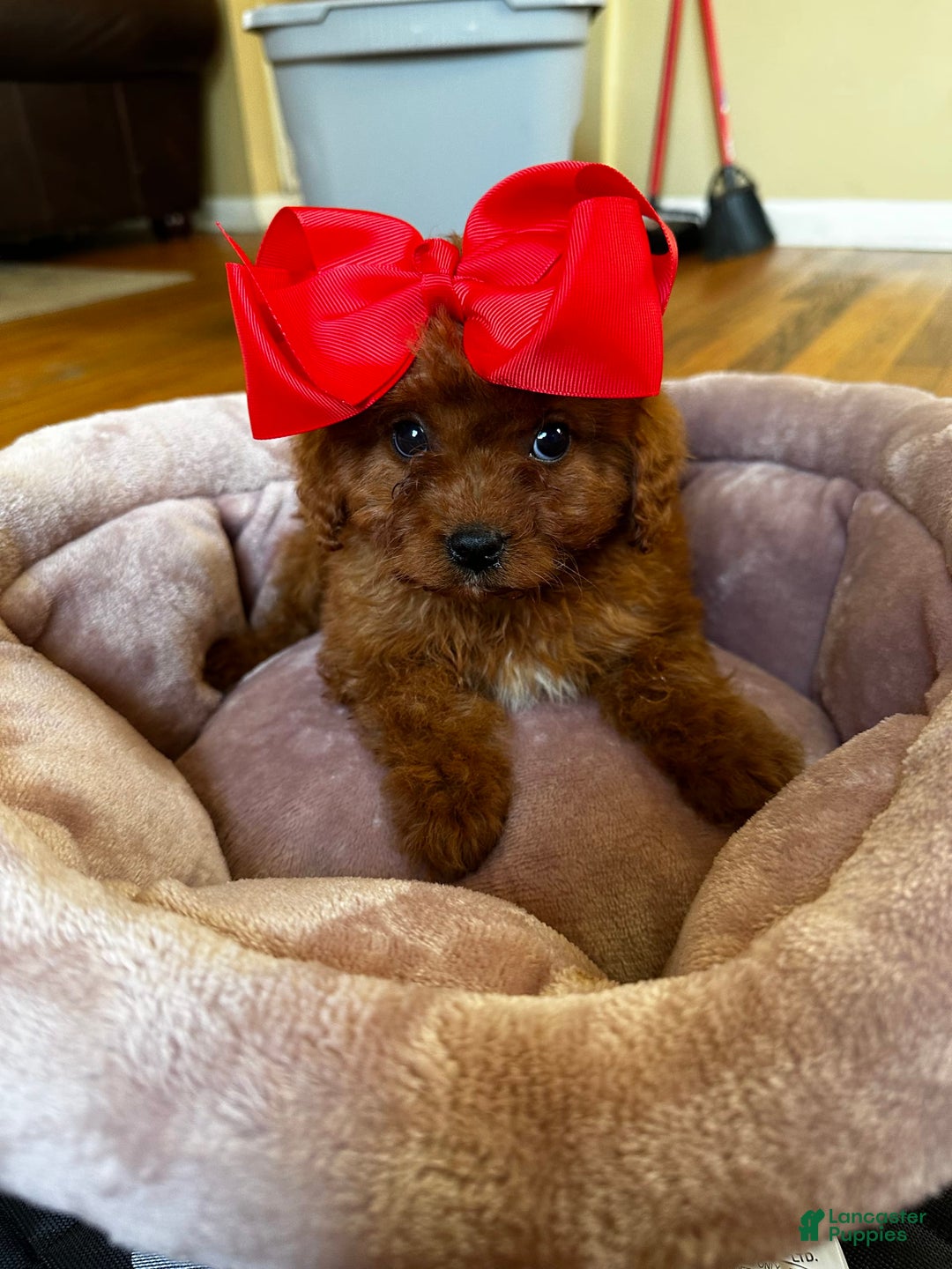cavapoo puppies