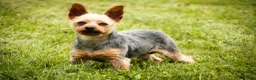 Yorkshire Terrier dogs for sale: Buckskin - Ad 10