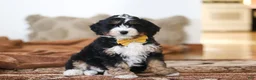 Mini Bernedoodle dogs for sale: Bruce - Ad 3