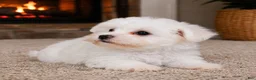 Maltese dogs for sale: Milo - Ad 3