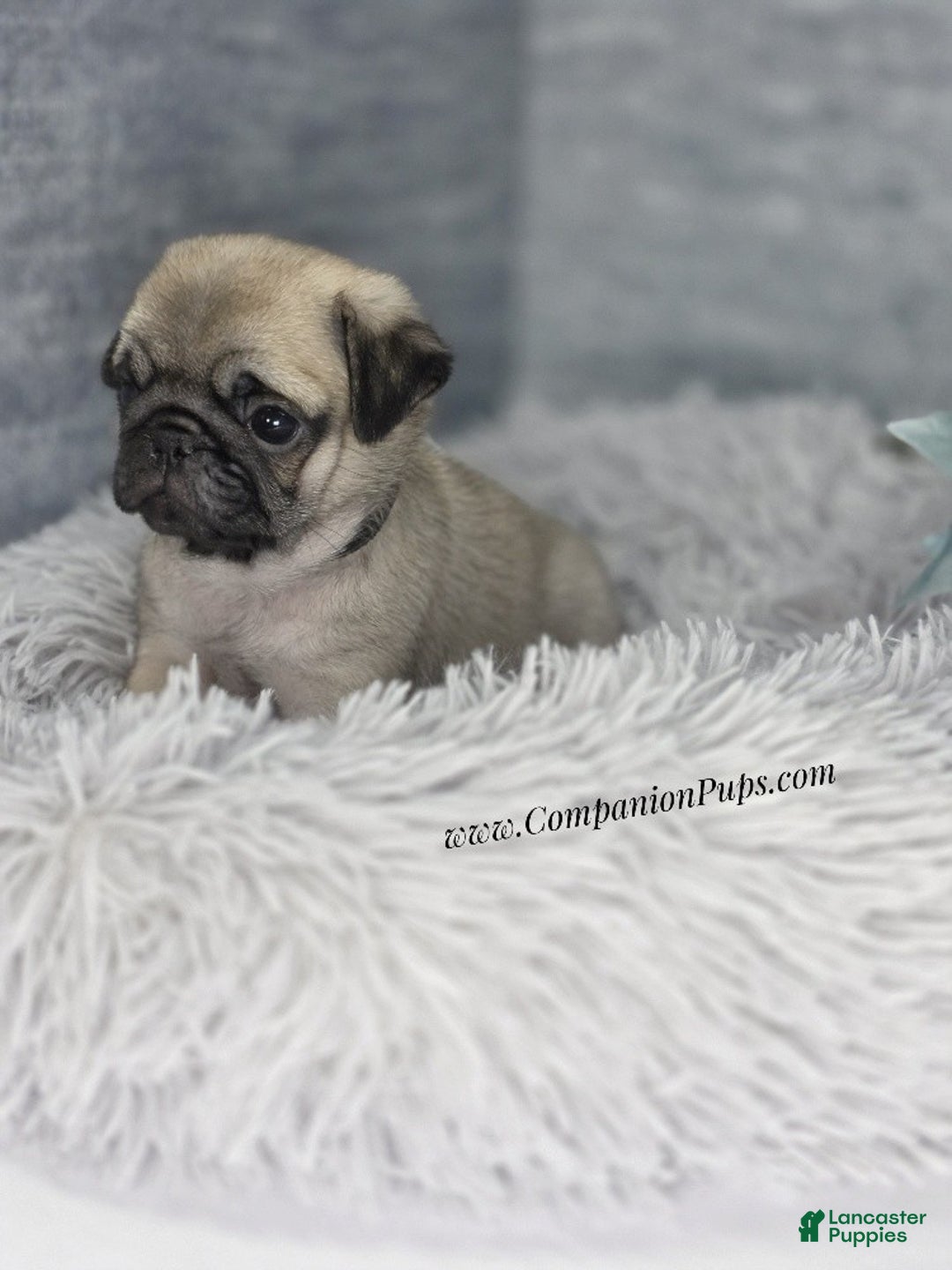 Pug dogs for sale: Black Collar - Super Wrinkly! - Ad 10