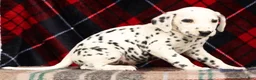 Dalmatian dogs for sale: Rusty - Ad 8