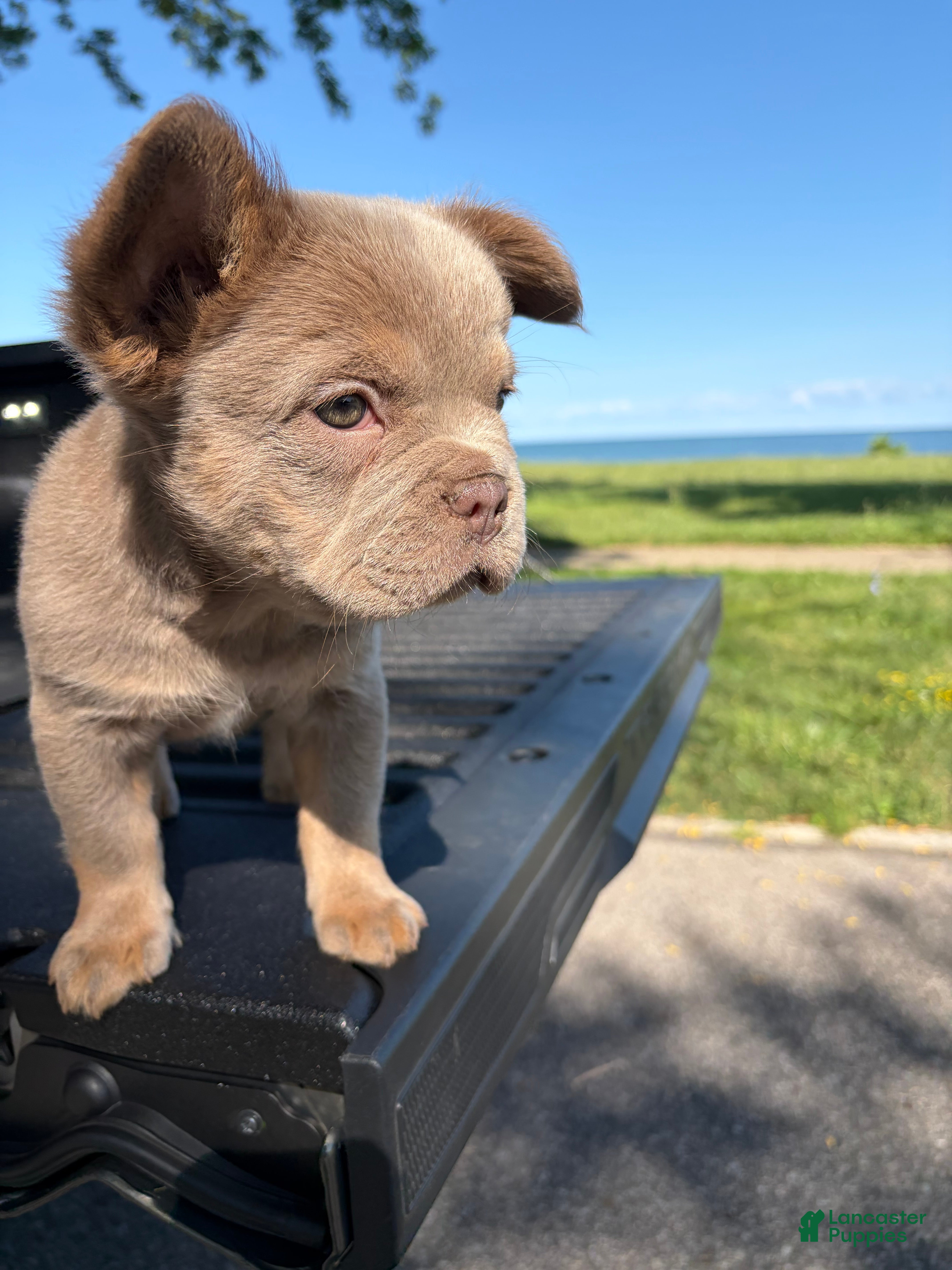 French Bulldog dogs French Bulldog 5 - Ad 1