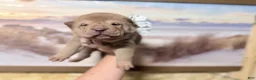 Shar Pei dogs for sale: Darcy - Ad 4