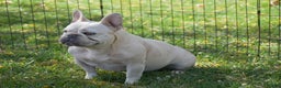 French Bulldog dogs for sale: Snowball - Ad 7