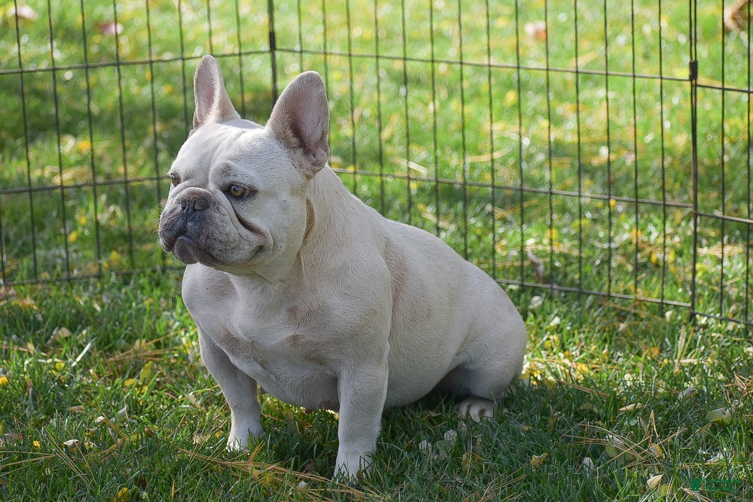 French Bulldog dogs for sale: Snowball - Ad 7