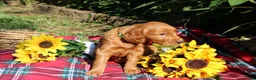 Mixed Breed dogs for sale: Lily - Irish Goldendoodle - Ad 12