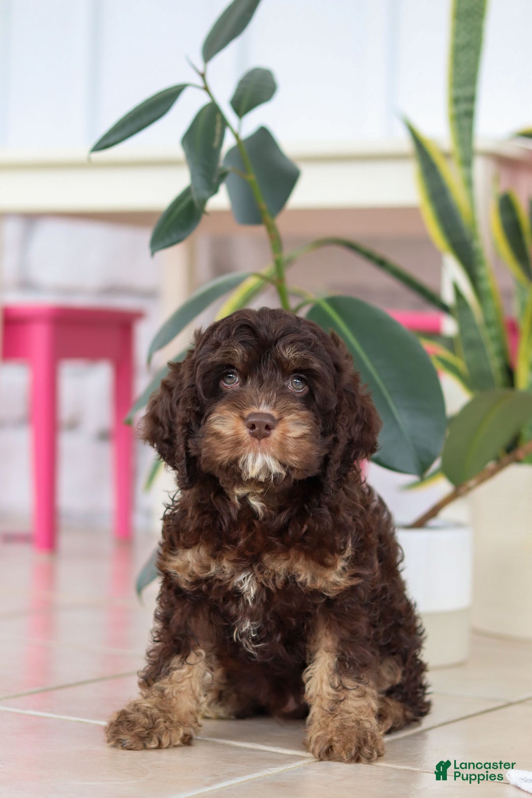 Cockapoo dogs for sale: Finn - Ad 7