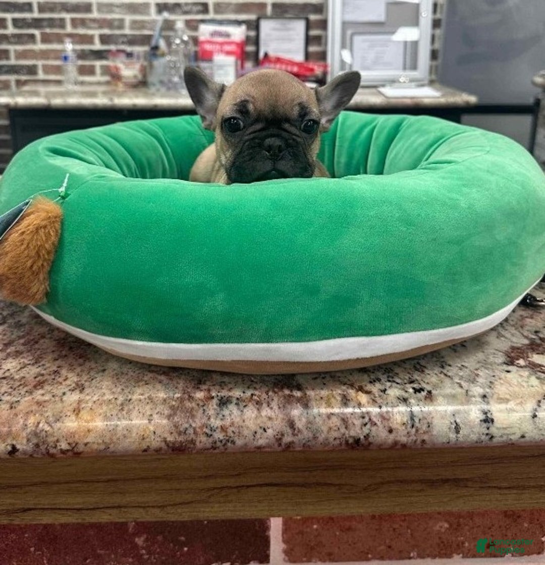 French Bulldog dogs for sale: French Bulldog Puppy female - Ad 3