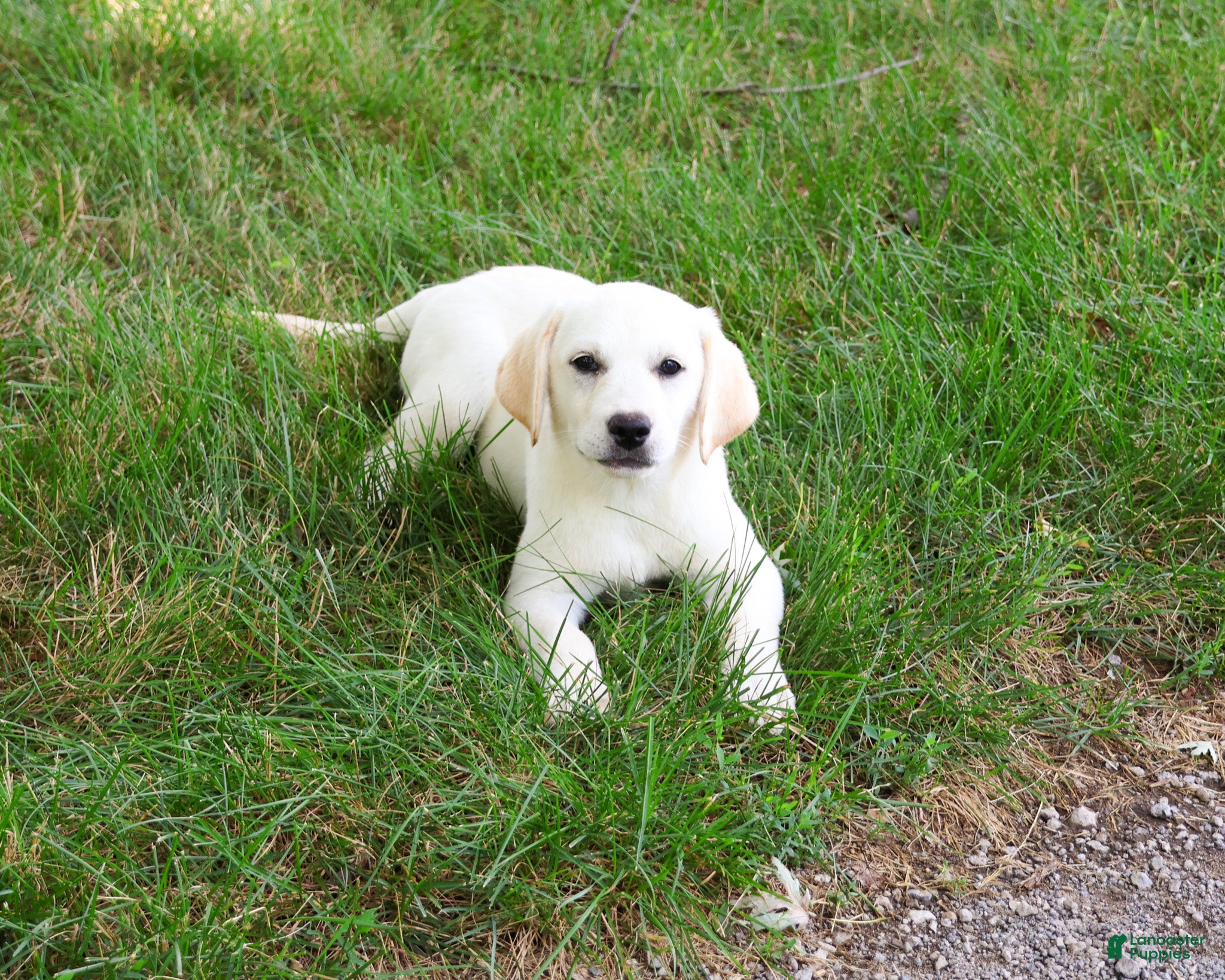 Labrador Retriever dogs Whitney  - Ad 33