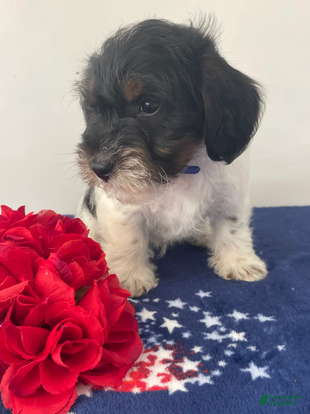 Jackapoo dogs for sale: Jack - Ad 2