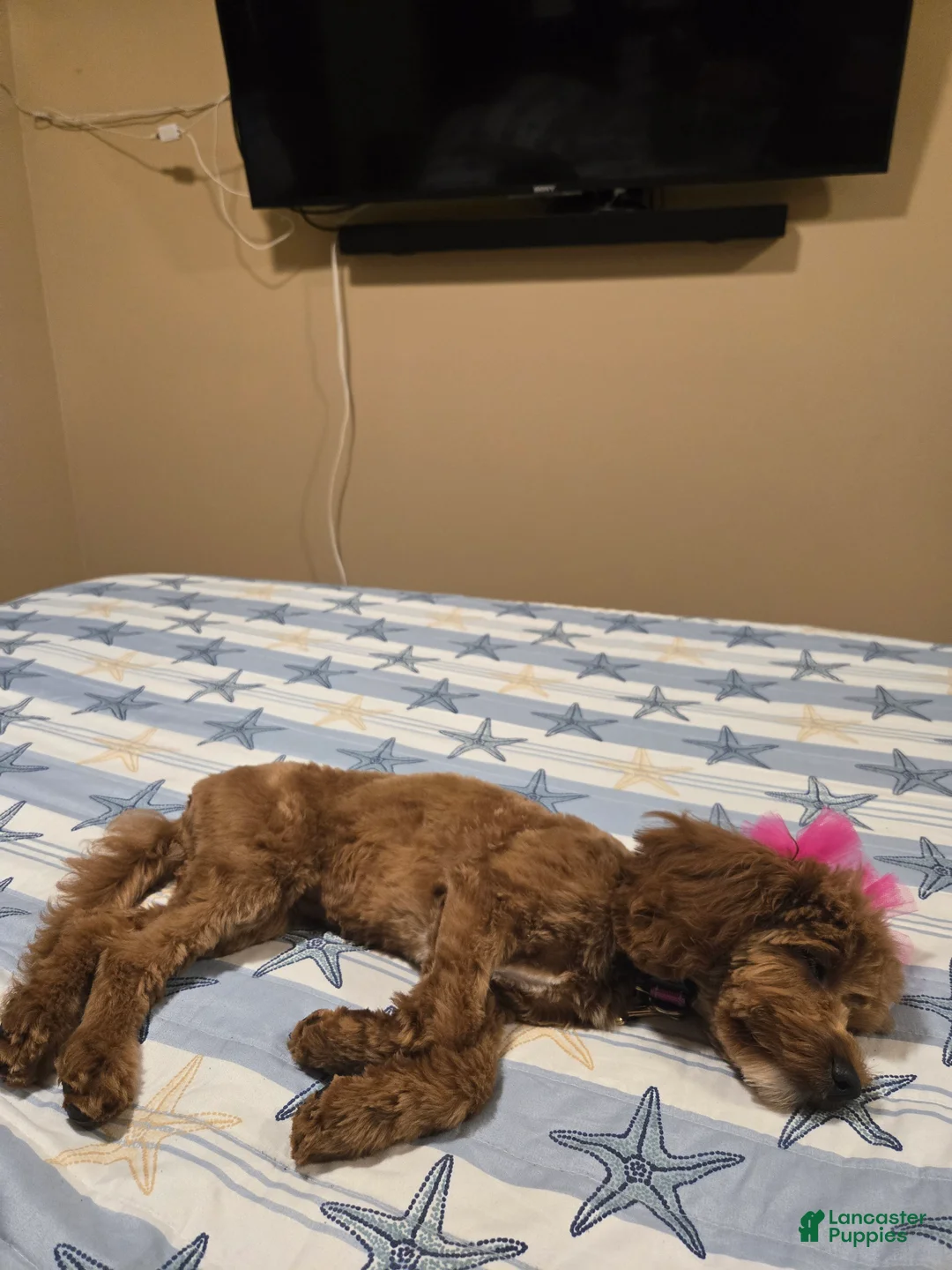 Cavapoo dogs for sale: Cavapoo Puppy 1 - Ad 5