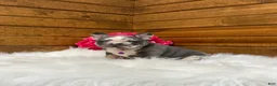 French Bulldog dogs for sale: Posie - Ad 9