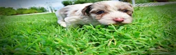 Havapoo dogs for sale: Simba - Ad 20