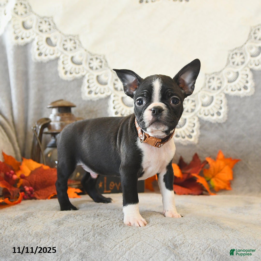 Boston Terrier dogs for sale: Monty - Ad 5