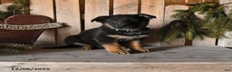German Shepherd dogs for sale: Sage - Ad 1