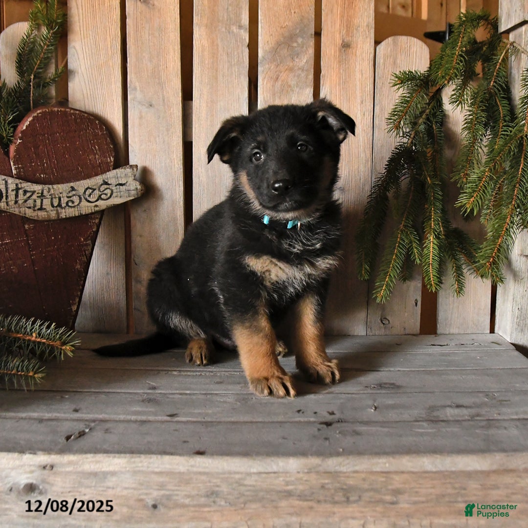German Shepherd dogs for sale: Sage - Ad 1