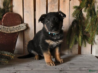 German Shepherd dogs Sage - Ad 12