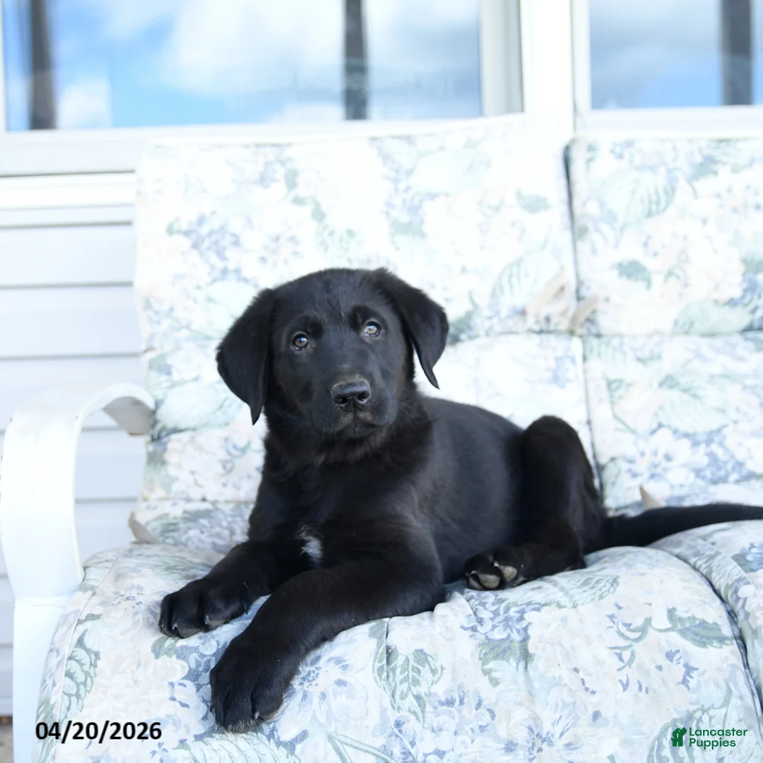 Mixed Breed dogs for sale: Lawson - Ad 1