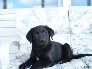 Mixed Breed dogs for sale: Lawson - Ad 4