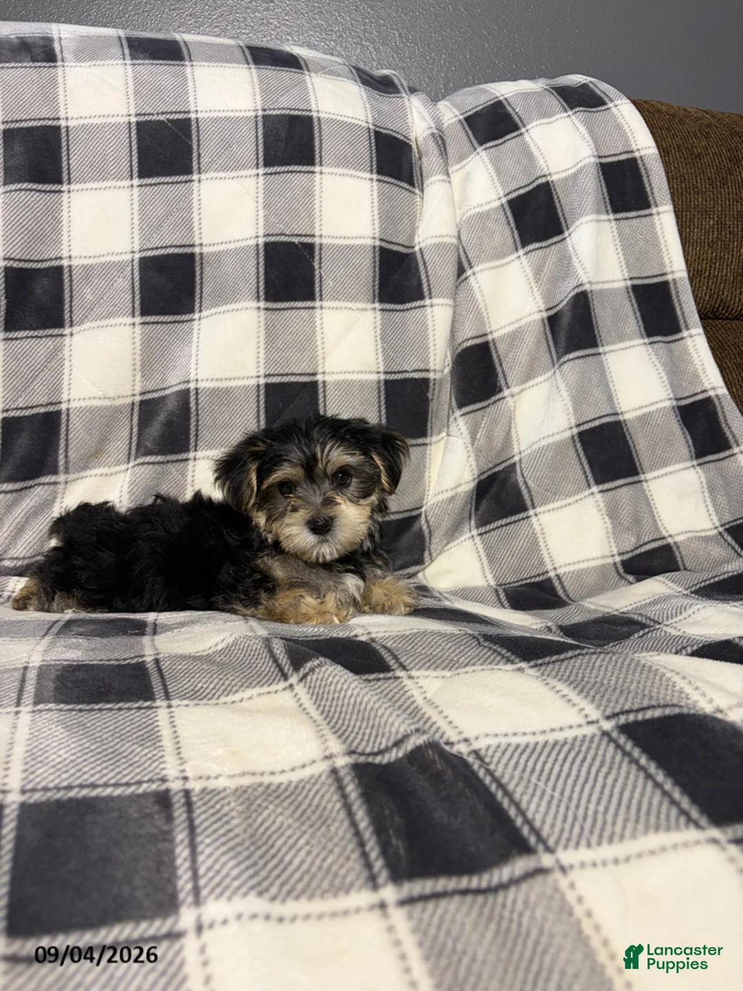 Morkie dogs for sale: Cooper - Ad 2