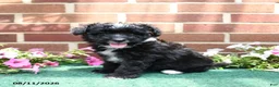 Sheltiedoodle dogs for sale: Wren - Ad 3