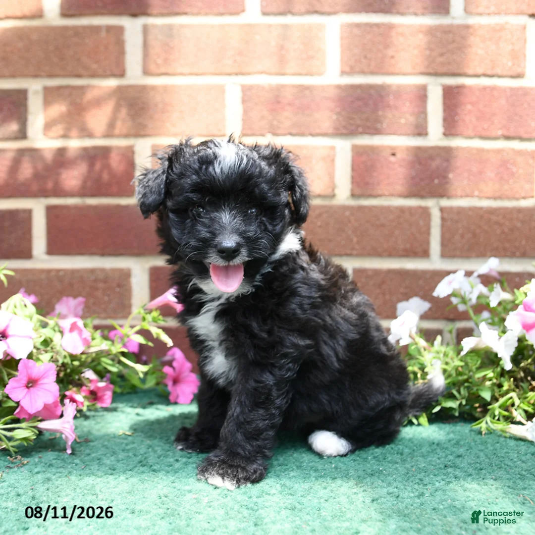 Sheltiedoodle dogs for sale: Wren - Ad 3