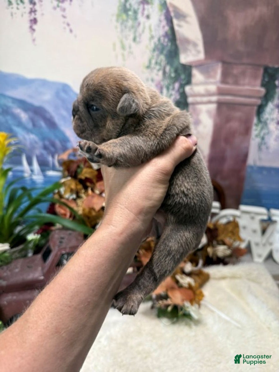 English Bulldog dogs Blue Fawn n tan (Merle) gen health tested CLEAR - Ad 2