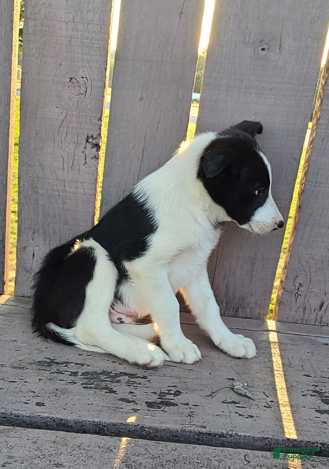 Border Collie And Pitbull Puppies Border Collie Pitbull Mix For