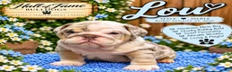 English Bulldog dogs for sale: LOU - Ad 6