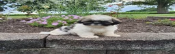 Shih Tzu dogs for sale: Amber - Ad 3