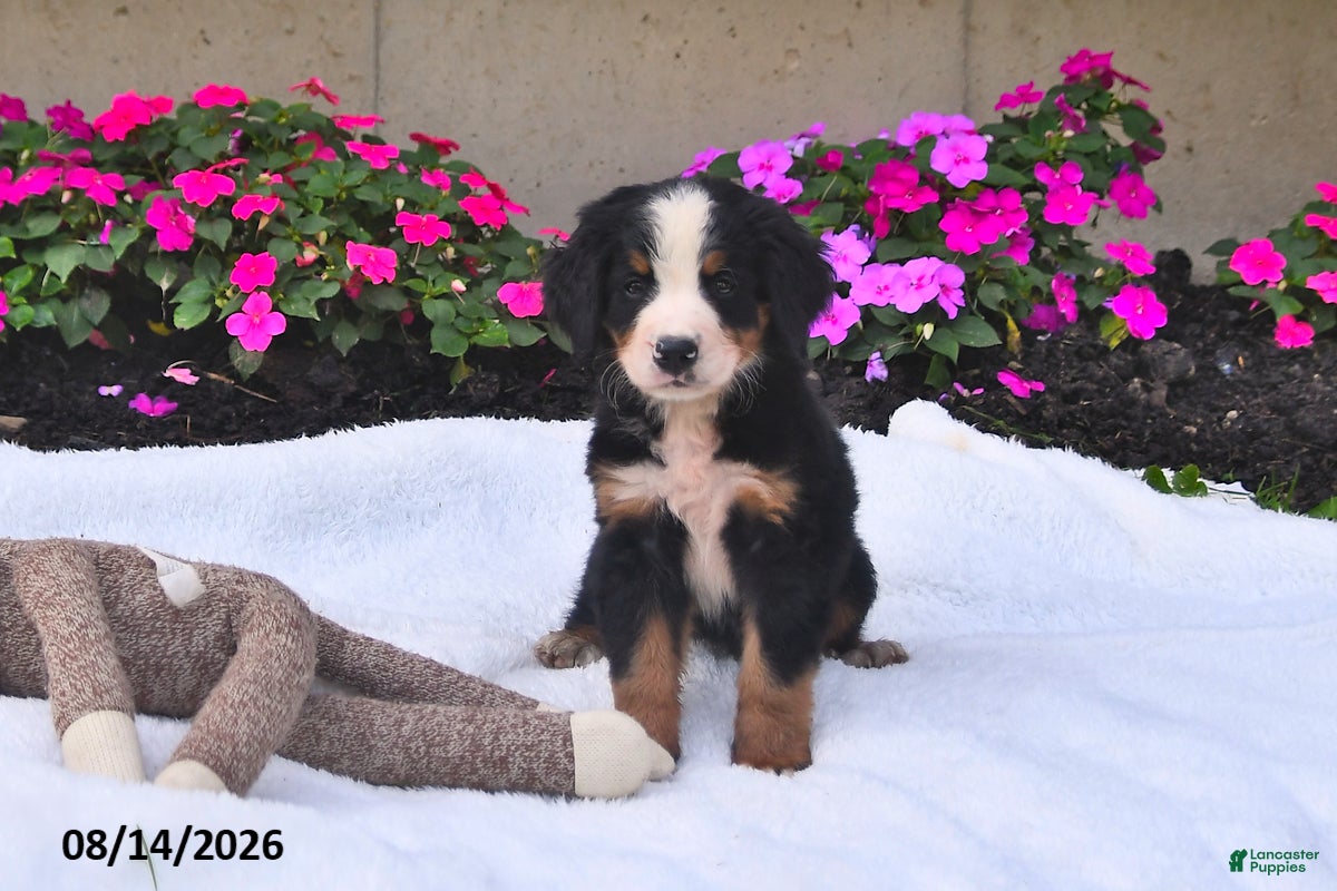 Bernese Mountain Dog dogs Quinn - Ad 2