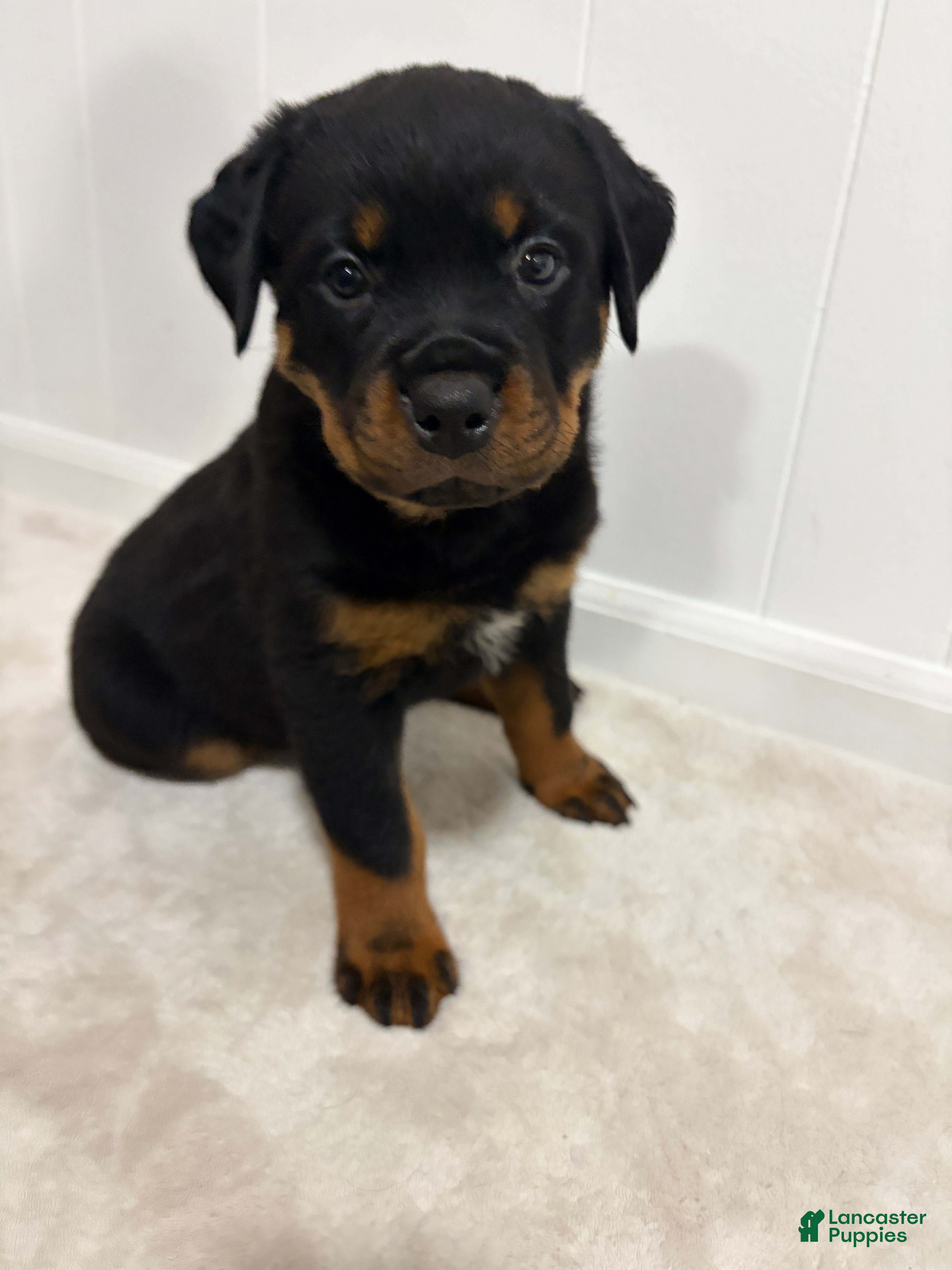 Rottweiler dogs Lucy - Ad 39