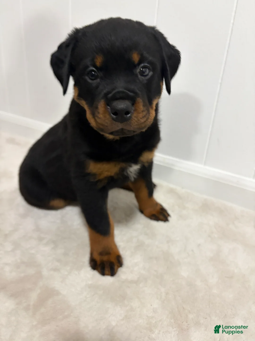 Rottweiler dogs for sale: Lucy - Ad 1